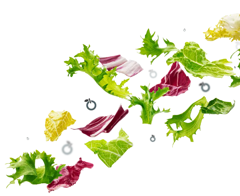 Lettuce and leafy vegetables